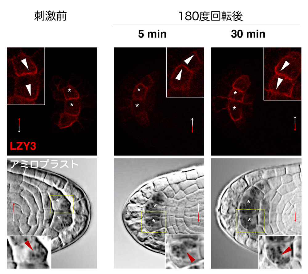 fig5.jpg