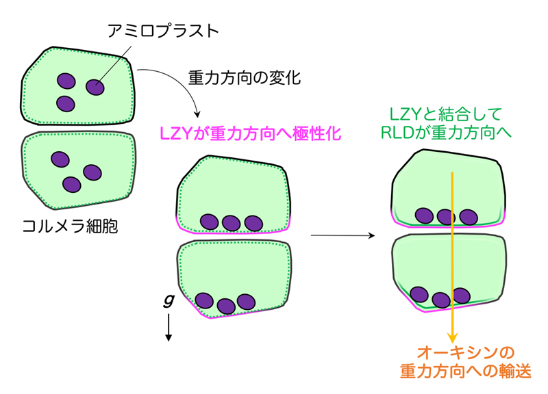 fig6.jpg