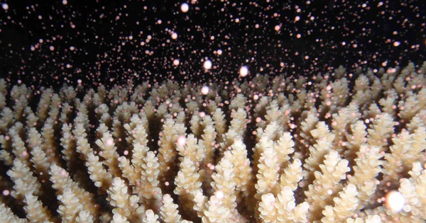 プレスリリース サンゴは環境変化に合わせて産卵日を選ぶ 海水温や風速などの環境要因が同調的な産卵行動に与える影響を解析