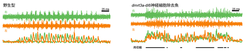 fig4.jpg