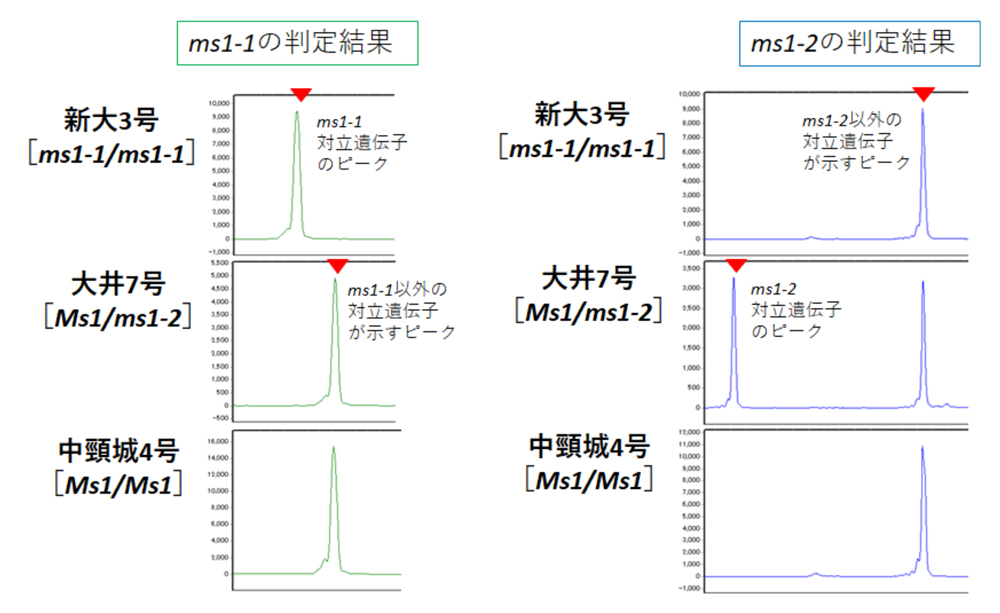 fig2.jpg