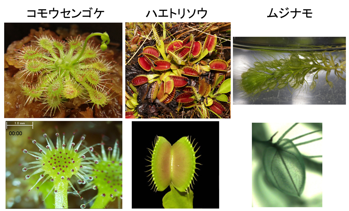 プレスリリース ゲノム重複が食虫植物の進化を牽引 モウセンゴケ科に属するコモウセンゴケ ハエトリソウ ムジナモの3種の ゲノム解読により判明