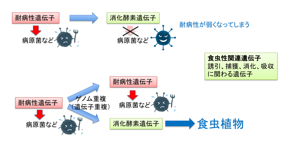 遺伝子重複