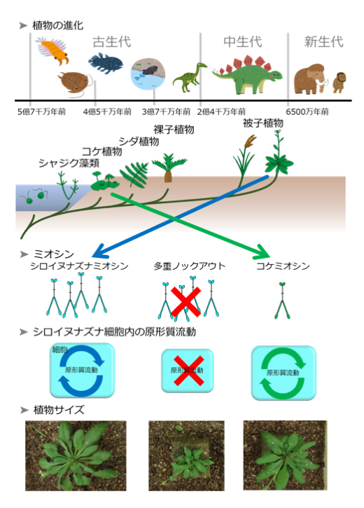 コケ 植物 特徴