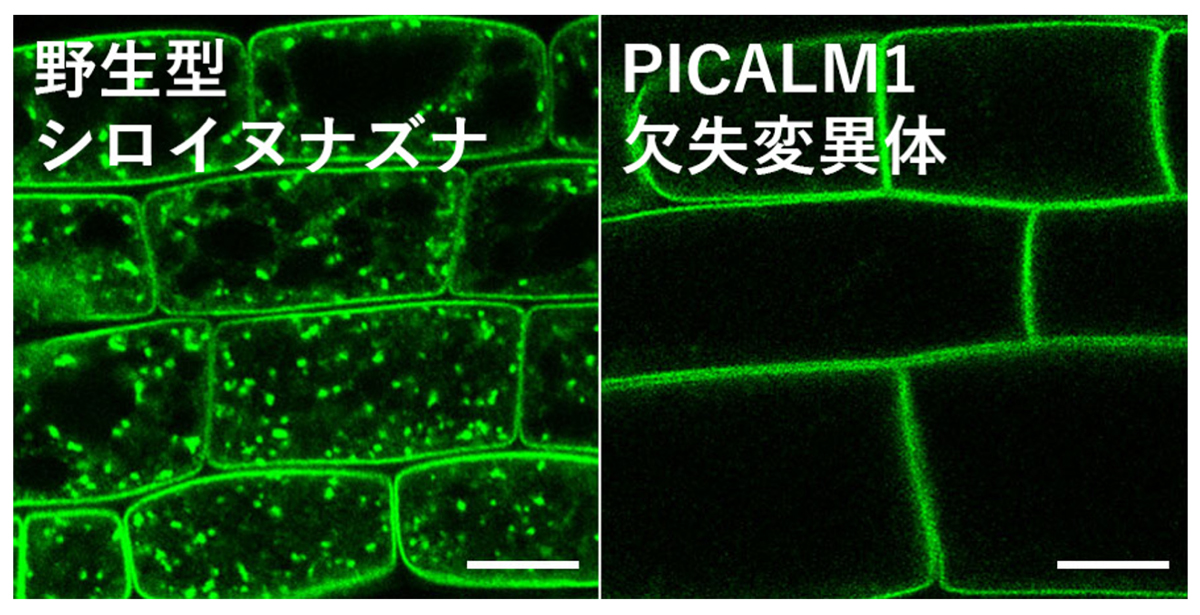 fig4.jpg