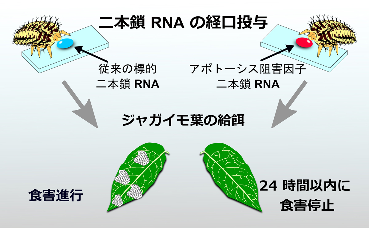 干渉 rna