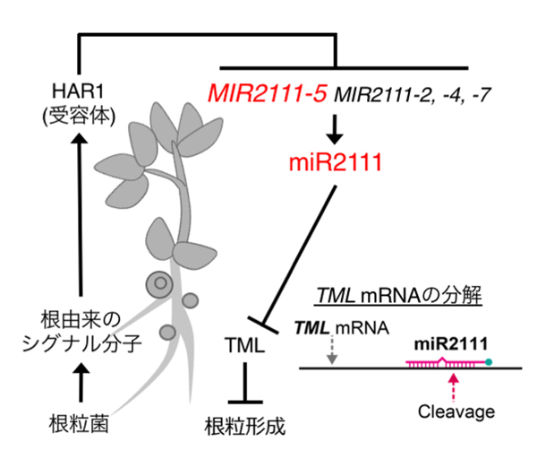 fig5.jpg