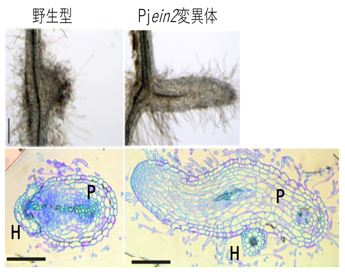 fig2.jpg