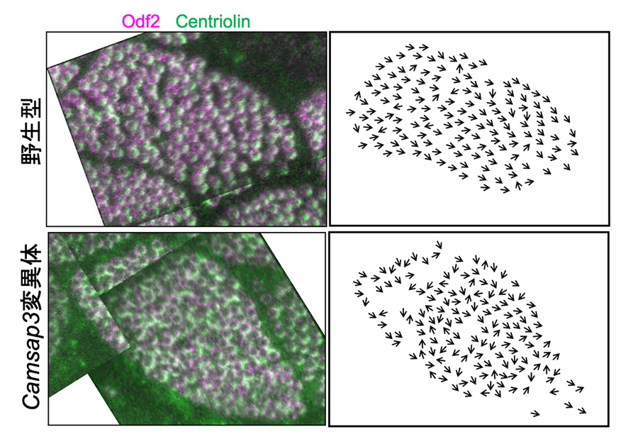 fig6.jpg