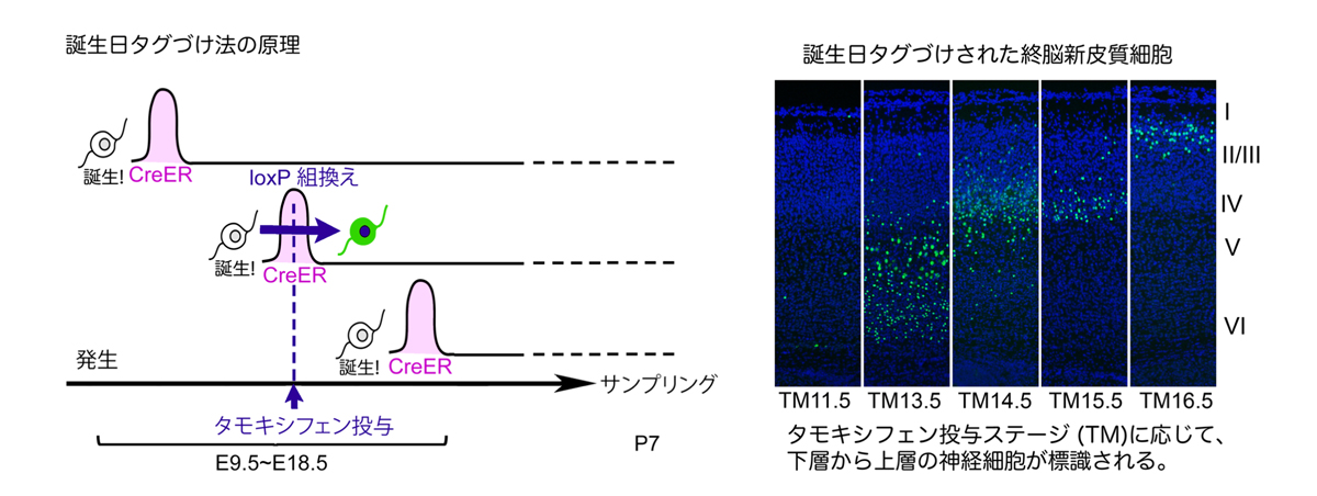 fig2.jpg