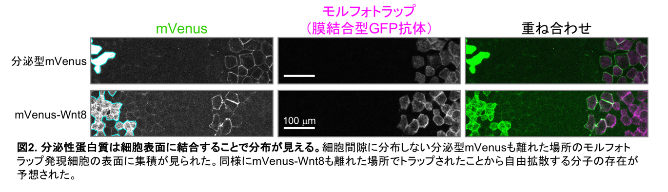 fig2.jpg