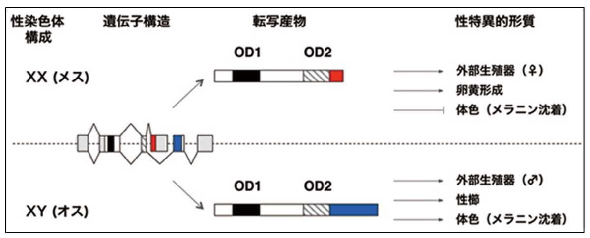 fig1.jpg