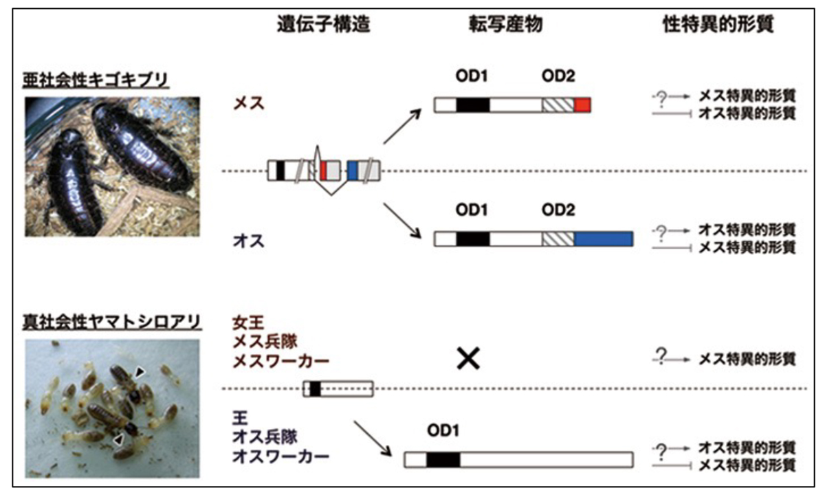 fig2.jpg