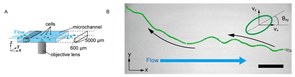 fig2.jpg