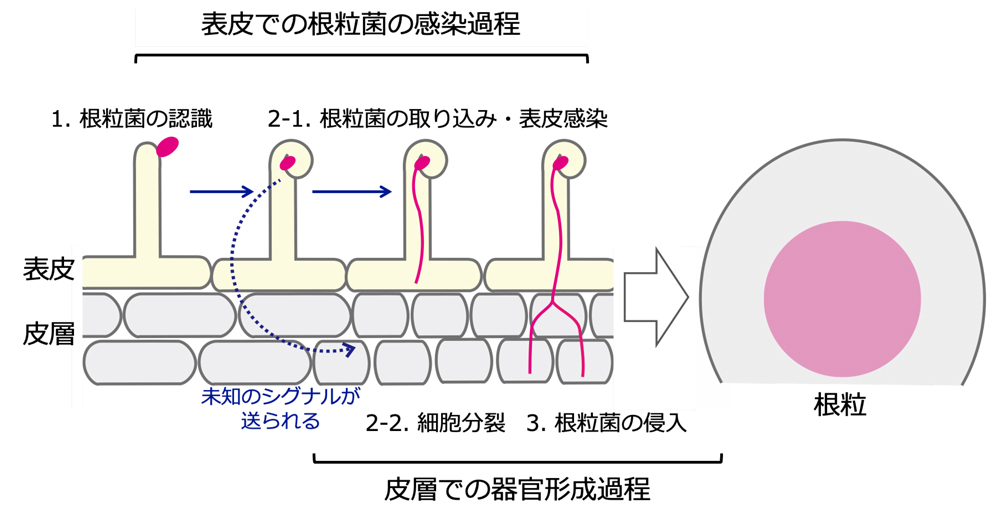 fig2.jpg