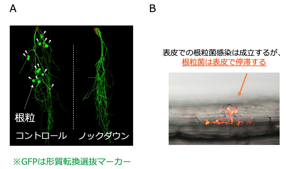 fig6.jpg