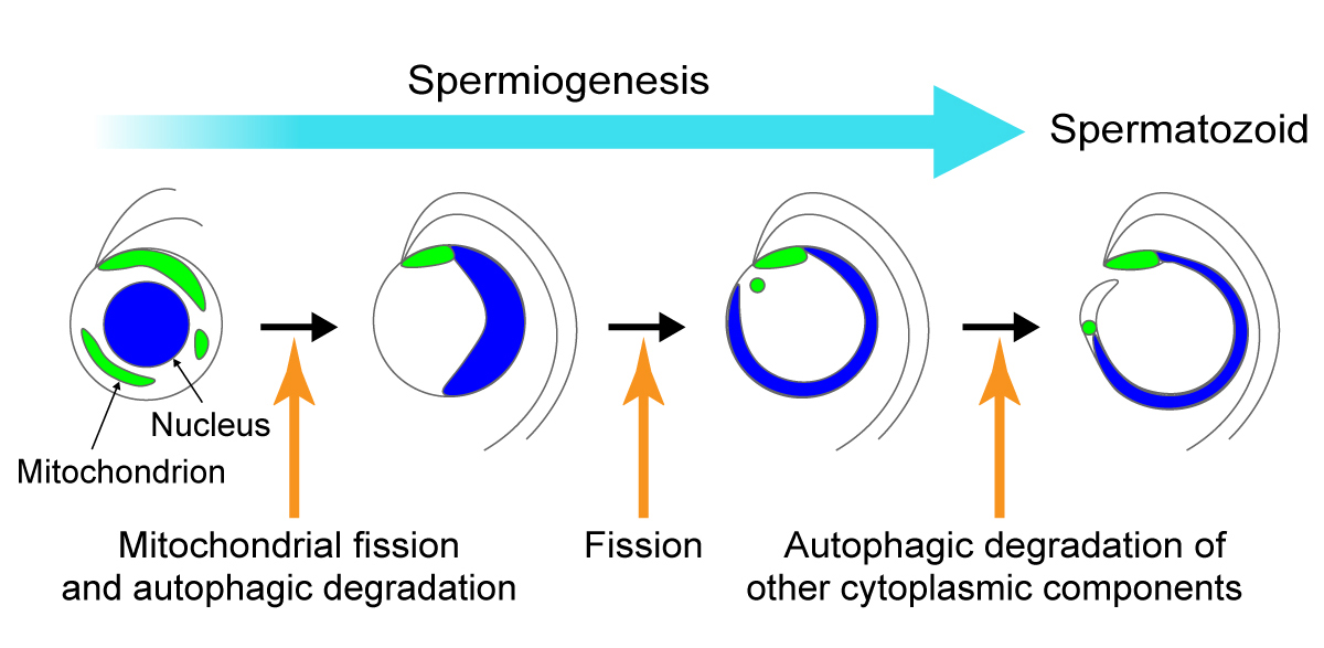 fig1-e.jpg