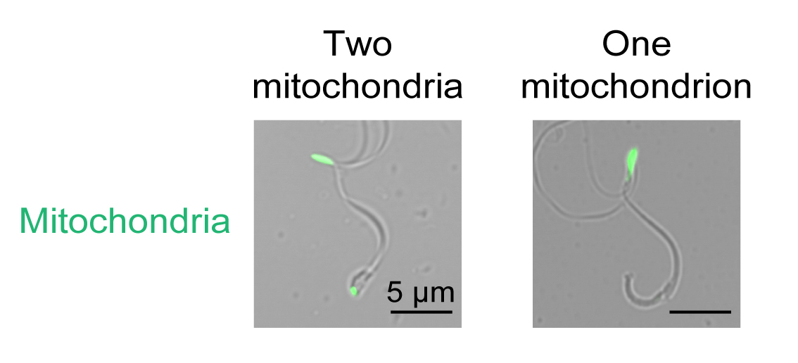 fig2-e.jpg