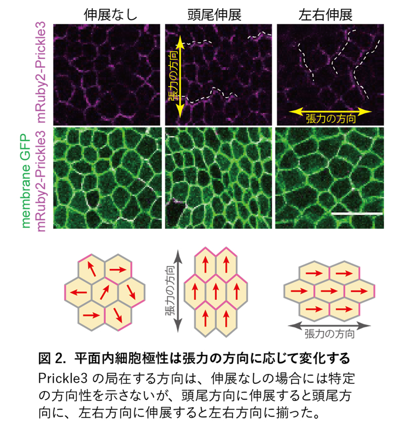 fig2.jpg