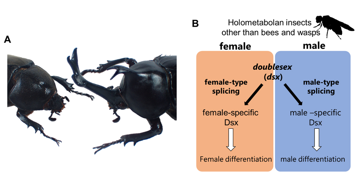 fig1-en.jpg