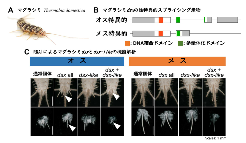 fig2.jpg