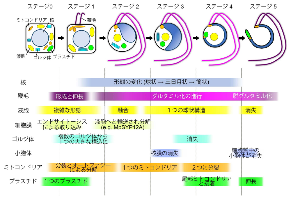 fig3.jpg