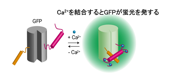 biosensor.jpg