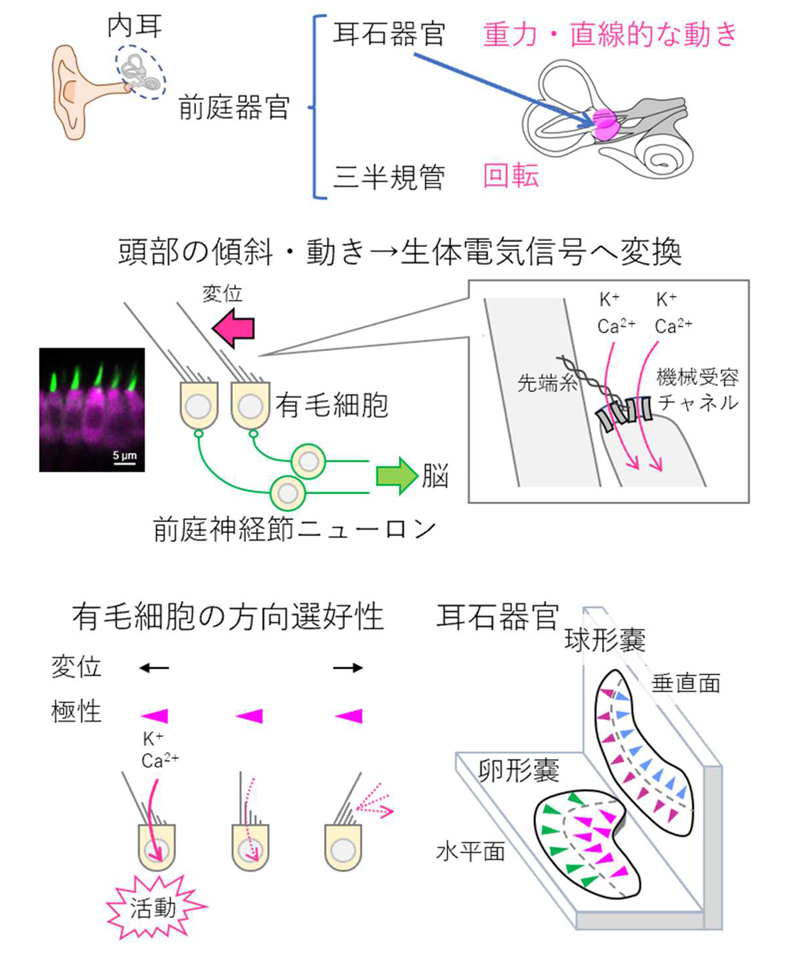 fig1.jpg