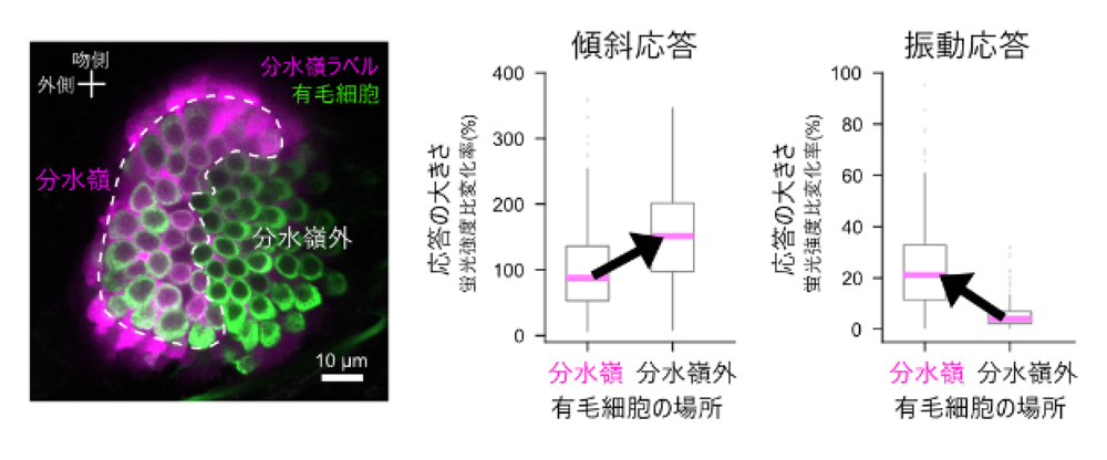 fig6.jpg