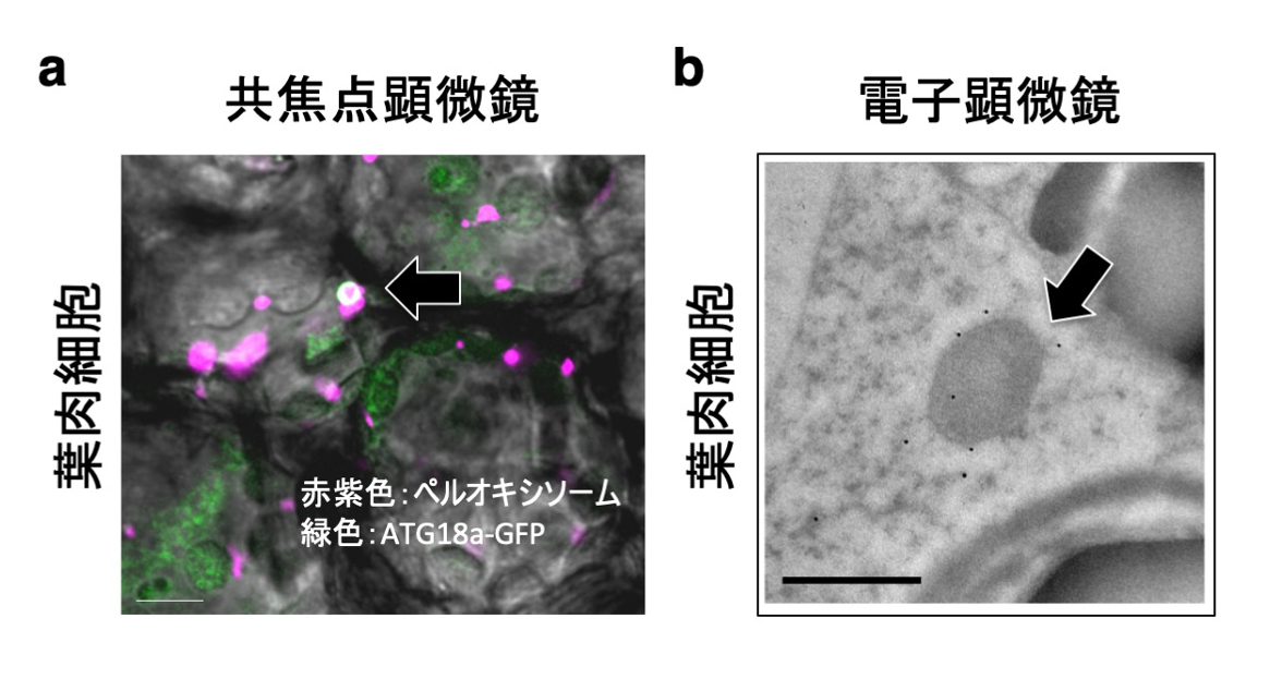 fig2.jpg