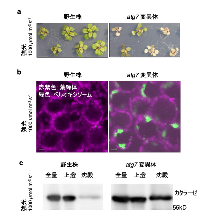 fig3.jpg