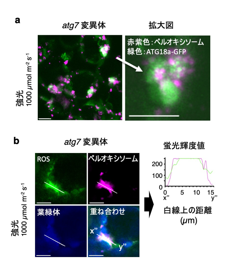 fig4.jpg