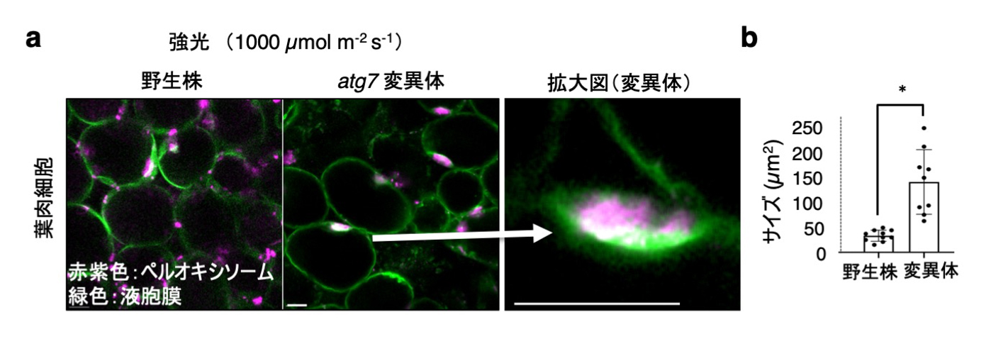 fig5.jpg