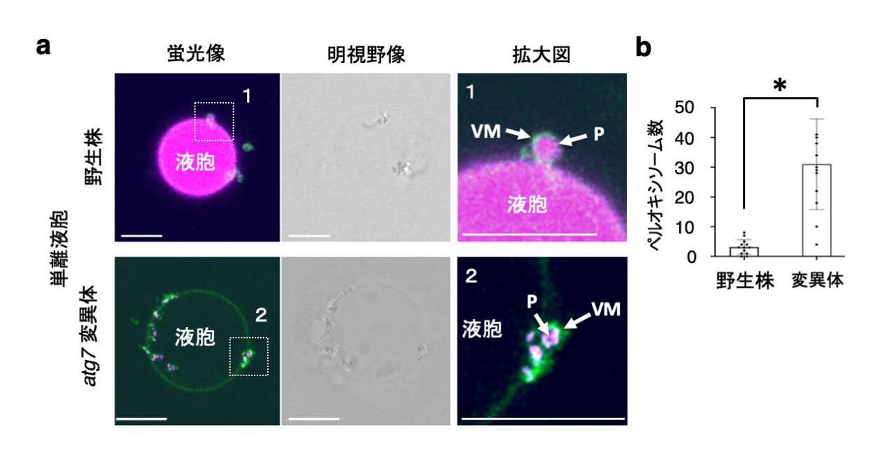 fig6.jpg