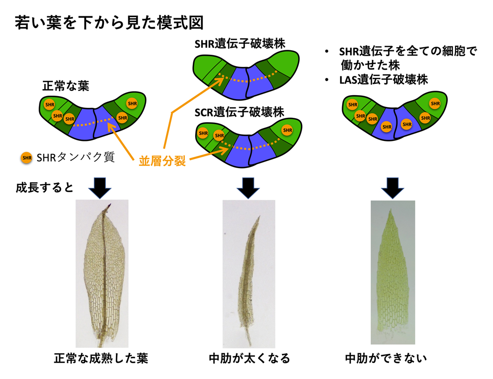 fig3.jpg