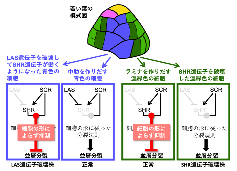 fig4.jpg