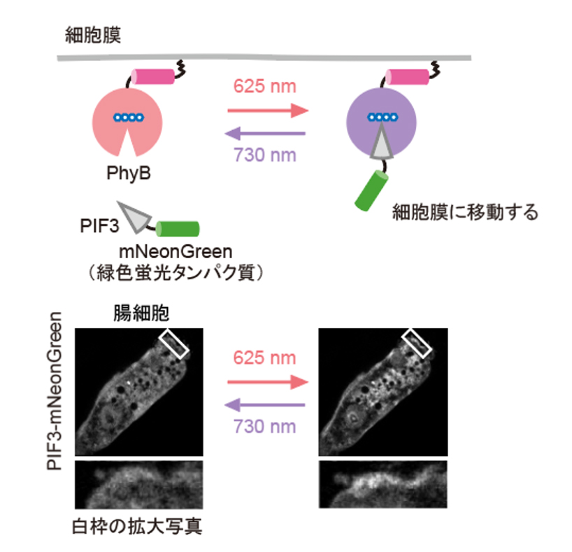 fig2.jpg