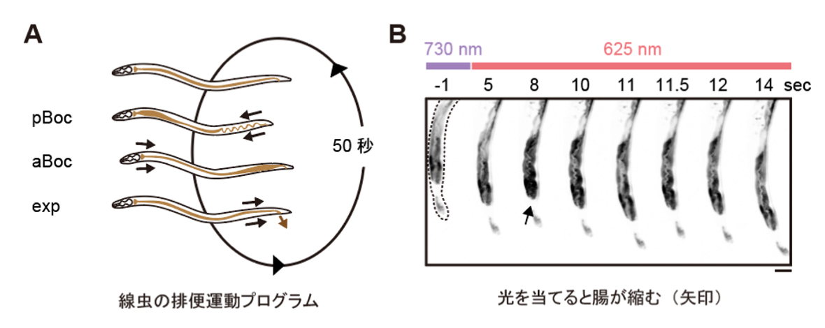 fig4.jpg