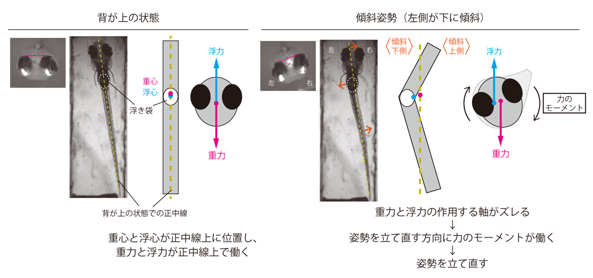 fig2.jpg