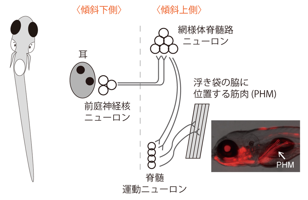 fig5.jpg