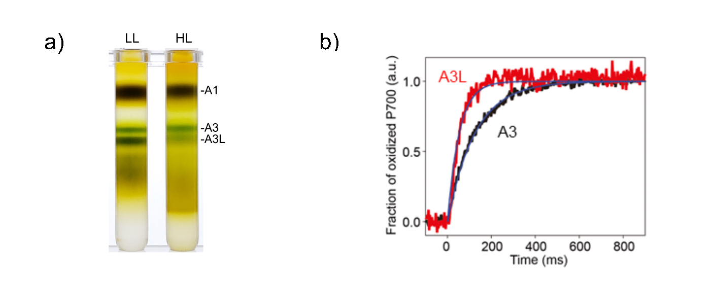 fig1.jpg