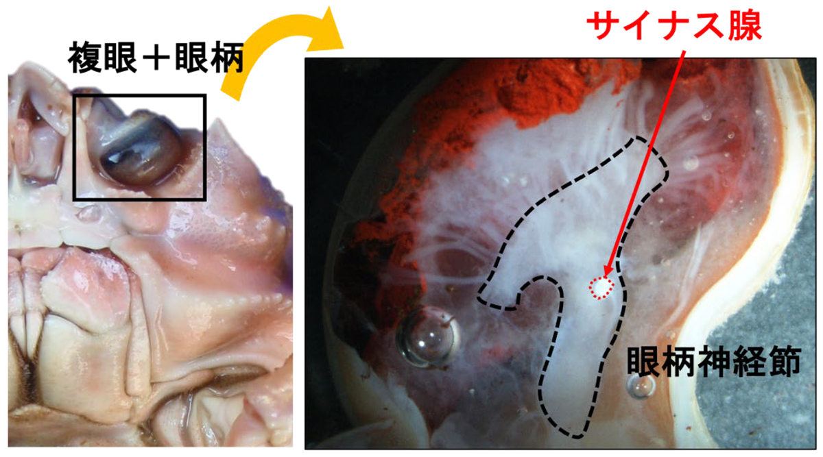 fig3.jpg