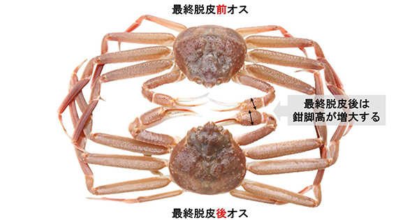 基礎生物学研究所 / プレスリリース概要 - ズワイガニの最終脱皮前後で