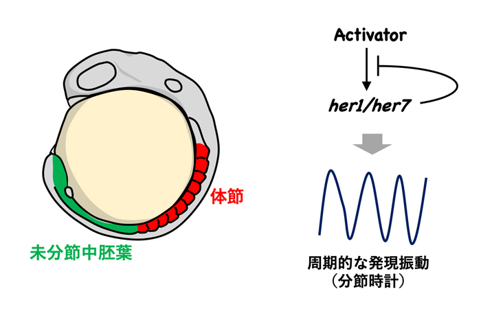 fig1.jpg