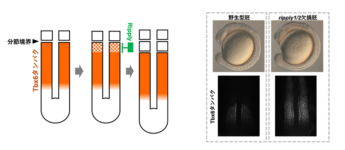 fig2.jpg