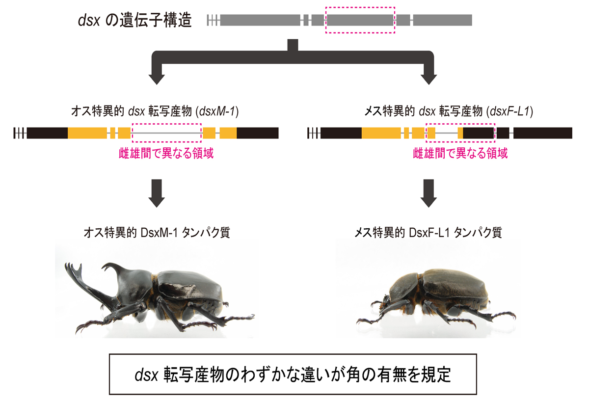 fig2.jpg