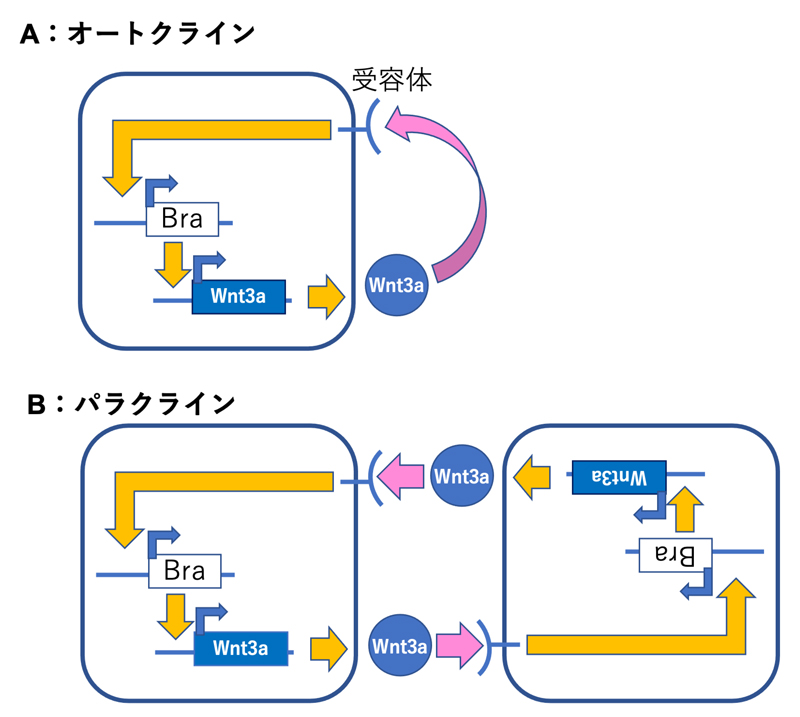 fig2.jpg