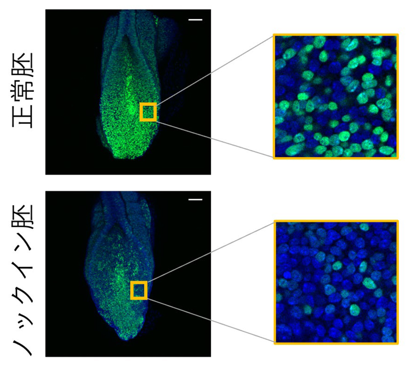 fig4.jpg