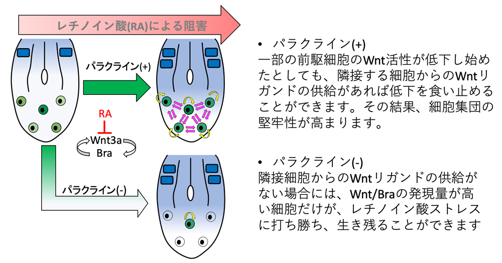 fig6.jpg