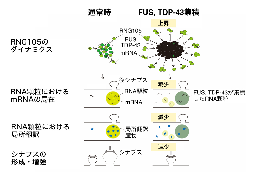 fig1.jpg